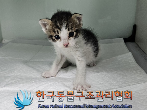 종료(입양) 한국 …
